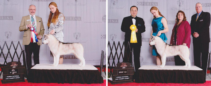 purina